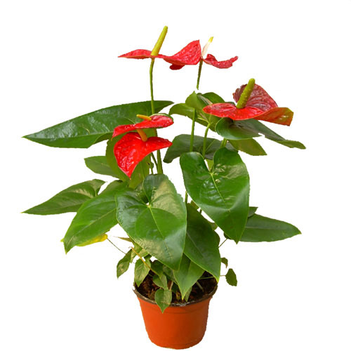臥室適合養(yǎng)什么花